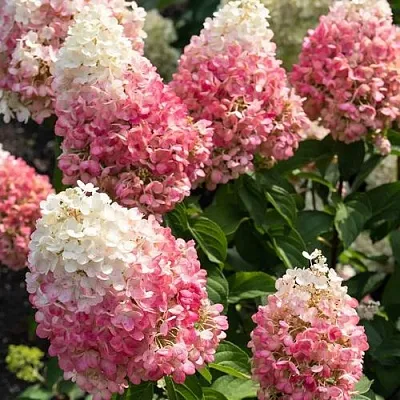 Гортензия ПИНКИ ПРОМИС метельчатая  Гортензия ПИНКИ ПРОМИС метельчатая в Москве