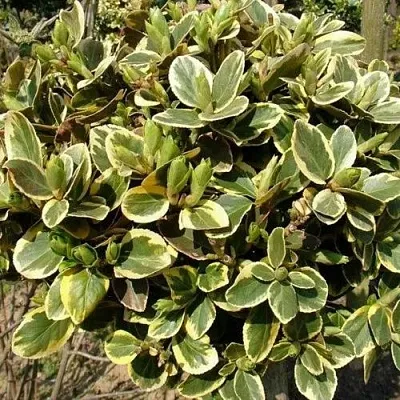 Бересклет КАНАДЕЙЛ ГОЛД   Бересклет КАНАДЕЙЛ ГОЛД  в Москве