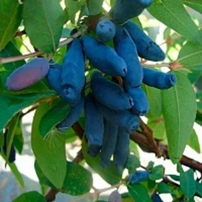 Жимолость съедобная ГОЛУБОЕ ВЕРЕТЕНО — описание сорта Жимолость съедобная ГОЛУБОЕ ВЕРЕТЕНО в Москве