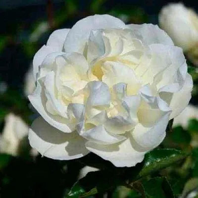 Саженцы роз ВАЙТ МЕЙДИЛАНД почвопокровная  Саженцы роз ВАЙТ МЕЙДИЛАНД почвопокровная в Москве