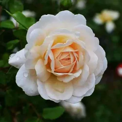 Саженцы роз КРОКУС РОУЗ английская — описание сорта Саженцы роз КРОКУС РОУЗ английская в Москве