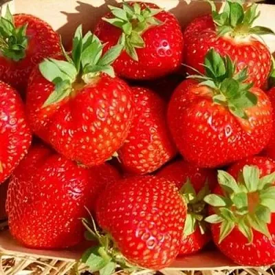 Клубника ЭЛЬСАНТА  Клубника ЭЛЬСАНТА в Москве