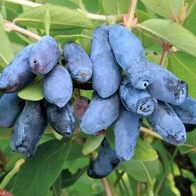 Жимолость съедобная ПАВЛОВСКАЯ  Жимолость съедобная ПАВЛОВСКАЯ в Москве