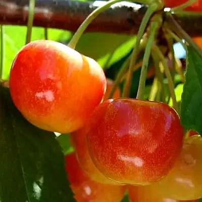 Черешня  Черешня в Москве