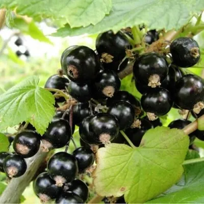 Смородина черная БЫЛИННАЯ (ВЕРНОСТЬ) — описание сорта Смородина черная БЫЛИННАЯ (ВЕРНОСТЬ) в Москве