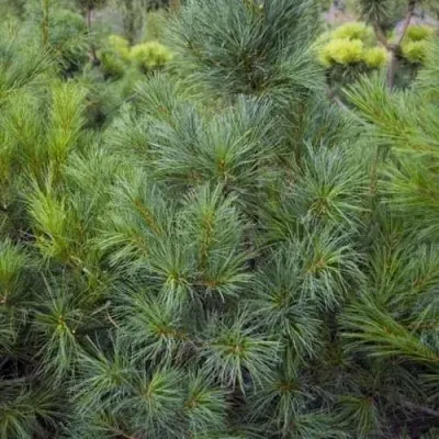 Сосна АРМАНДИ — описание сорта Сосна АРМАНДИ в Москве