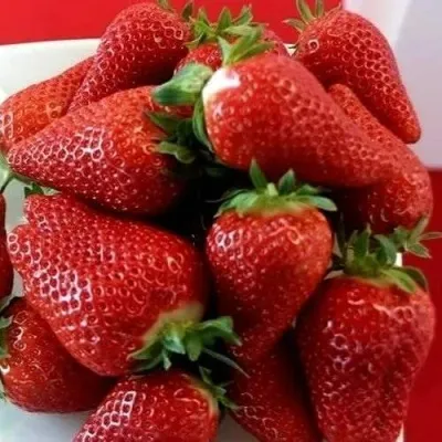 Клубника БРИЛЛА — описание сорта Клубника БРИЛЛА в Москве