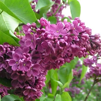 Сирень ДЕНЬ ПОБЕДЫ  Сирень ДЕНЬ ПОБЕДЫ в Москве