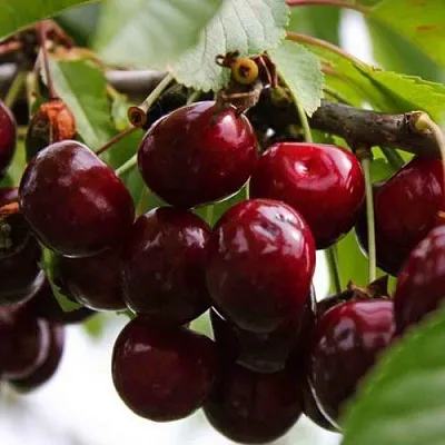 Вишня НОВОДВОРСКАЯ  Вишня НОВОДВОРСКАЯ в Москве