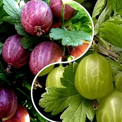 Комплект РЕДКИЙ СЧАСТЛИВЧИК  Комплект РЕДКИЙ СЧАСТЛИВЧИК в Москве