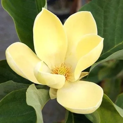 Магнолия ЕЛЛОУ ЛАНТЕРН — описание сорта Магнолия ЕЛЛОУ ЛАНТЕРН в Москве