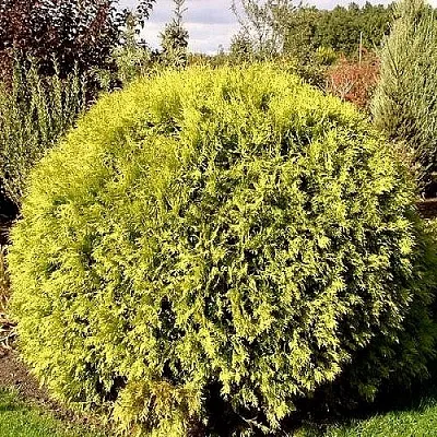 Туя ГЛОБОЗА АУРЕА западная  Туя ГЛОБОЗА АУРЕА западная в Москве