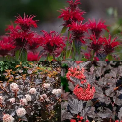 Комплект ОГНЕННЫЙ МИКС — описание сорта Комплект ОГНЕННЫЙ МИКС в Москве