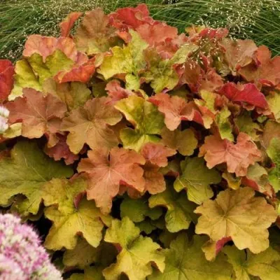 Гейхера БИГ ТОП БРОНЗ — описание сорта Гейхера БИГ ТОП БРОНЗ в Москве