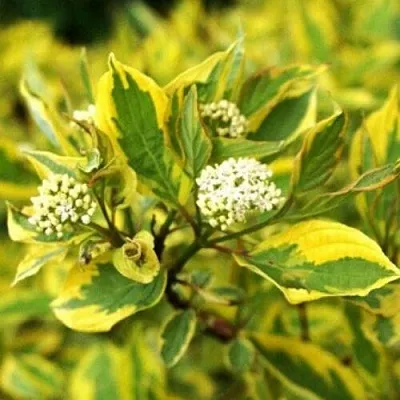 Дерен  Дерен в Москве