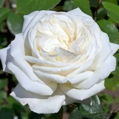 Саженцы роз ЛОМОНОСОВ чайно-гибридная — описание сорта Саженцы роз ЛОМОНОСОВ чайно-гибридная в Москве