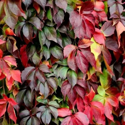 Девичий виноград в Москве