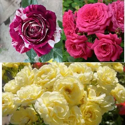 Комплект РОЗОВЫЙ АКЦЕНТ  Комплект РОЗОВЫЙ АКЦЕНТ в Москве