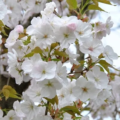 Сакура САНСЕТ БУЛЕВАРД в Москве