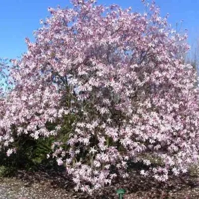 Магнолия РОЗЕЯ — описание сорта Магнолия РОЗЕЯ в Москве