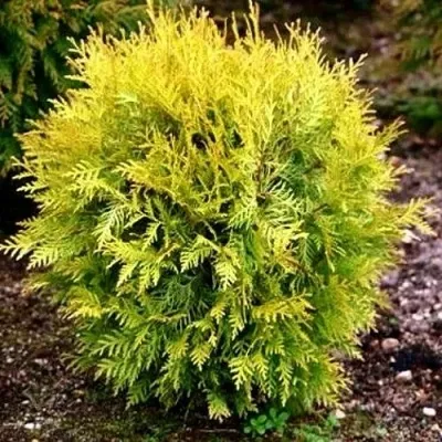 Туя ГЛОБОЗА АУРЕА западная — описание сорта Туя ГЛОБОЗА АУРЕА западная в Москве