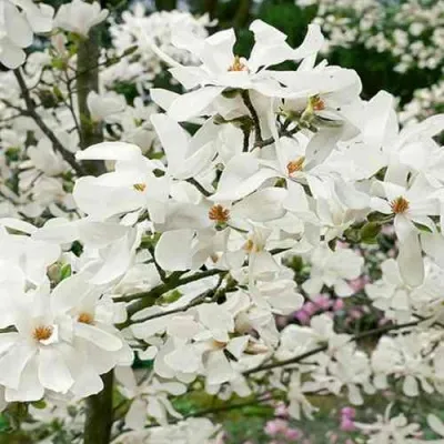 Магнолия ЛЕБНЕРА МЕРРИЛЛ — описание сорта Магнолия ЛЕБНЕРА МЕРРИЛЛ в Москве