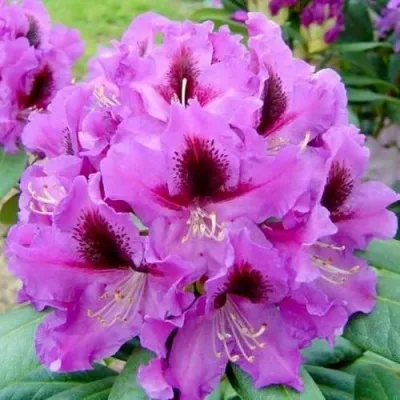 Рододендрон РАСПУТИН в Москве