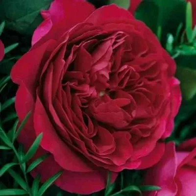 Саженцы роз КЕЙТ английская — описание сорта Саженцы роз КЕЙТ английская в Москве