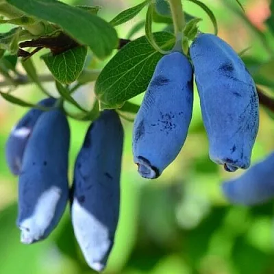 Жимолость съедобная ТРУЖЕНИЦА  Жимолость съедобная ТРУЖЕНИЦА в Москве