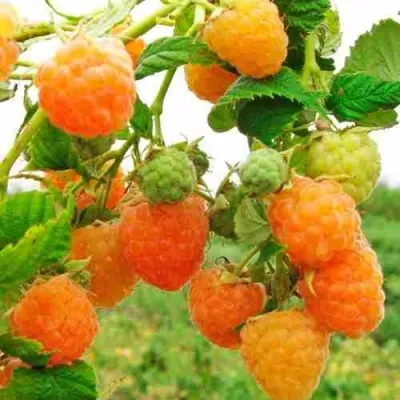 Малина ЗОЛОТЫЕ КУПОЛА — описание сорта Малина ЗОЛОТЫЕ КУПОЛА в Москве