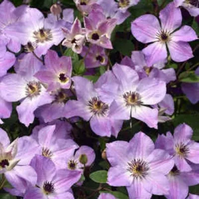 Клематис МОНИНГ СКАЙ — описание сорта Клематис МОНИНГ СКАЙ в Москве