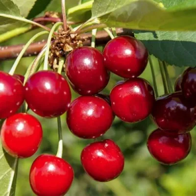 Вишня ЛЮБСКАЯ — описание сорта Вишня ЛЮБСКАЯ в Москве