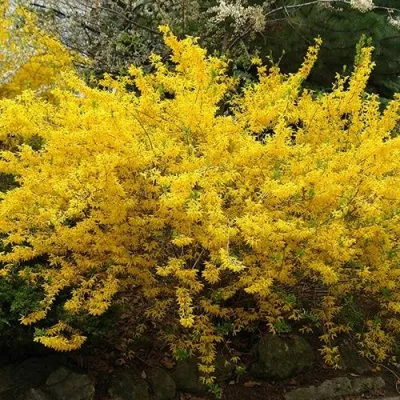 Форзиция ГОЛДЗАУБЕР средняя в Москве