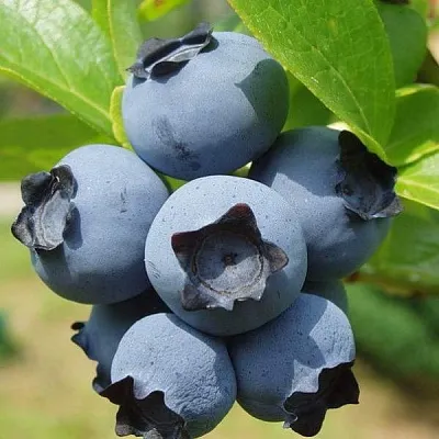 Сладкие сорта Сладкие сорта в Москве