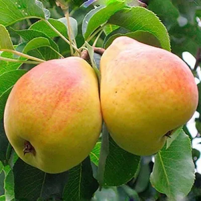 Груша ФЛЕЙТА в Москве