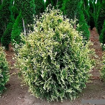 Туя ГОЛД ПЕРЛ западная  Туя ГОЛД ПЕРЛ западная в Москве