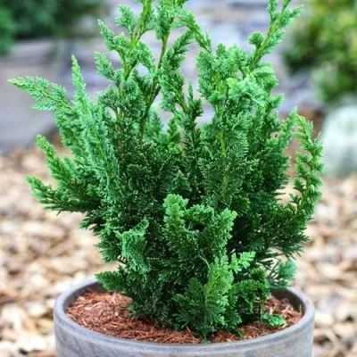 Кипарисовик ВИСЕЛЛИ лавсона — описание сорта Кипарисовик ВИСЕЛЛИ лавсона в Москве