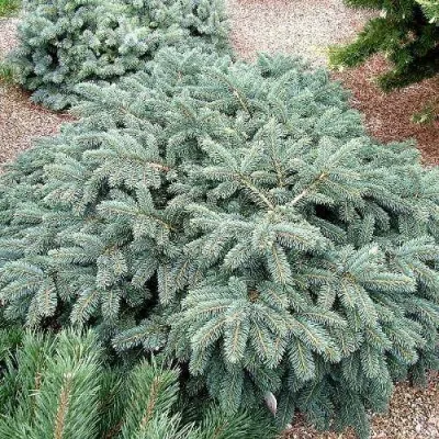 Ель НАНА сизая — описание сорта Ель НАНА сизая в Москве