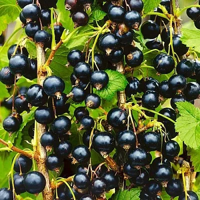 Смородина черная ИЗЮМНАЯ  Смородина черная ИЗЮМНАЯ в Москве