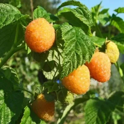 Малина ПОРАННА РОСА — описание сорта Малина ПОРАННА РОСА в Москве