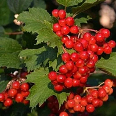 Калина  Калина в Москве