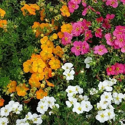 Лапчатка  Лапчатка в Москве