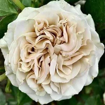 Саженцы роз ВЕСТМИСТЕРСКОЕ АББАТСТВО чайно-гибридная  Саженцы роз ВЕСТМИСТЕРСКОЕ АББАТСТВО чайно-гибридная в Москве