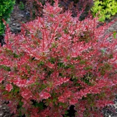 Барбарис ГОЛДЕН РИНГ тунберга — описание сорта Барбарис ГОЛДЕН РИНГ тунберга в Москве