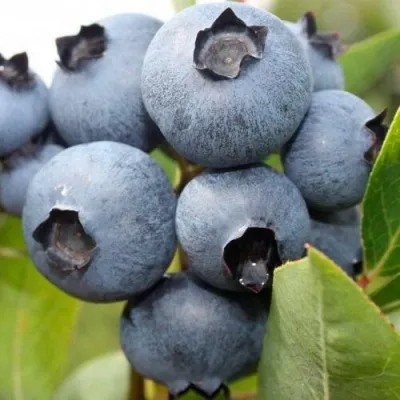 Голубика БОНУС — описание сорта Голубика БОНУС в Москве