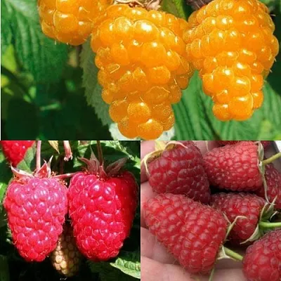 Комплект ЗОЛОТАЯ МАЛИНА  Комплект ЗОЛОТАЯ МАЛИНА в Москве