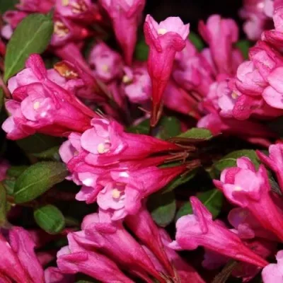 Вейгела ВИКТОРИЯ — описание сорта Вейгела ВИКТОРИЯ в Москве