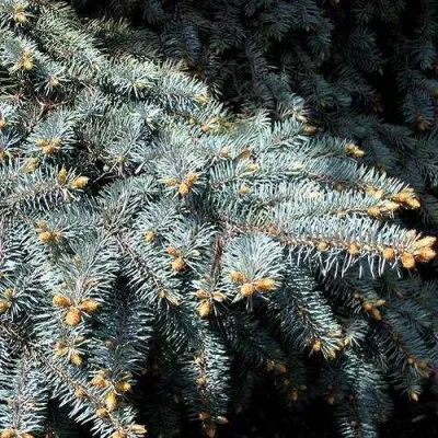 Ель НАНА сизая — описание сорта Ель НАНА сизая в Москве