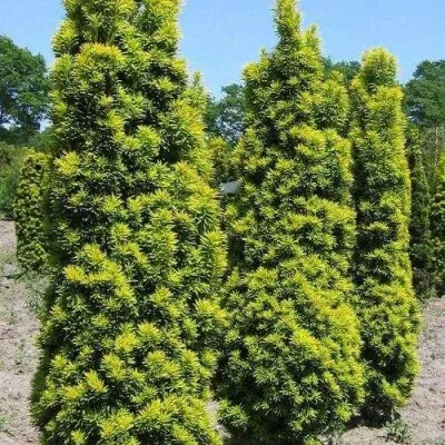 Тис ДАВИД ягодный — описание сорта Тис ДАВИД ягодный в Москве