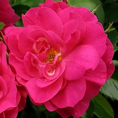 Саженцы роз ДЖОРДЖ ВАНКУВЕР флорибунда  Саженцы роз ДЖОРДЖ ВАНКУВЕР флорибунда в Москве